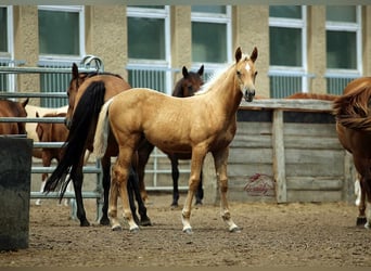 American Quarter Horse, Stute, Fohlen (04/2023), 152 cm, Palomino