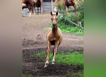 American Quarter Horse, Stute, Fohlen (04/2023), 152 cm, Palomino