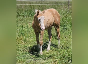 American Quarter Horse, Stute, Fohlen (03/2025), 152 cm, Palomino