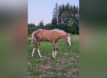 American Quarter Horse, Stute, Fohlen (03/2025), 152 cm, Palomino