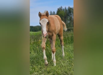 American Quarter Horse, Stute, , 152 cm, Palomino