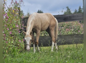 American Quarter Horse, Stute, Fohlen (03/2025), 152 cm, Palomino