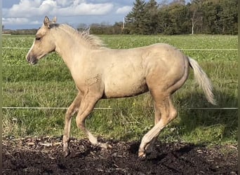 American Quarter Horse, Stute, Fohlen (06/2023), 152 cm, Palomino