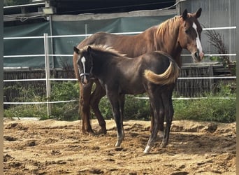 American Quarter Horse, Stute, Fohlen (05/2026), 152 cm, Rappe