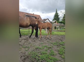 American Quarter Horse Mix, Stute, Fohlen (05/2026), 153 cm, Brauner