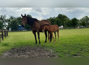 American Quarter Horse Mix, Stute, Fohlen (05/2026), 153 cm, Brauner