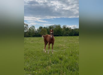American Quarter Horse, Stute, Fohlen (01/2026), 153 cm, Dunkelfuchs