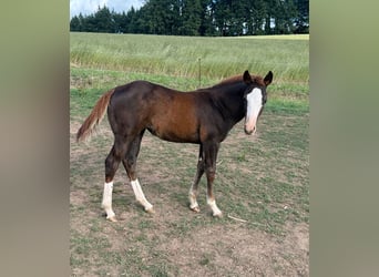 American Quarter Horse, Stute, , 153 cm, Fuchs