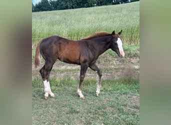 American Quarter Horse, Stute, , 153 cm, Fuchs