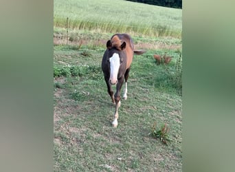 American Quarter Horse, Stute, , 153 cm, Fuchs