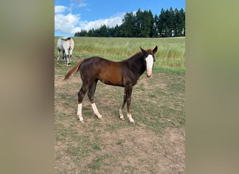 American Quarter Horse, Stute, , 153 cm, Fuchs