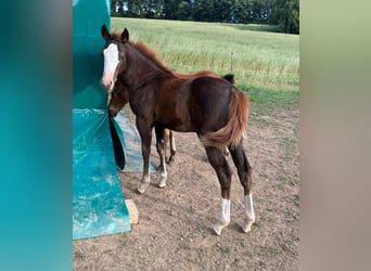 American Quarter Horse, Stute, , 153 cm, Fuchs