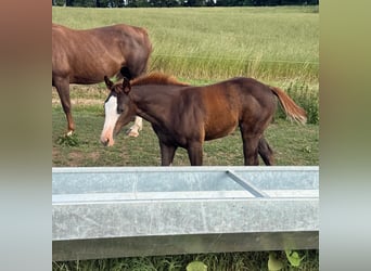American Quarter Horse, Stute, , 153 cm, Fuchs