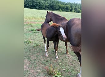 American Quarter Horse, Stute, , 153 cm, Fuchs