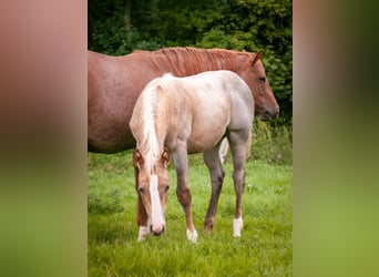 American Quarter Horse, Stute, Fohlen (04/2026), 153 cm, Palomino