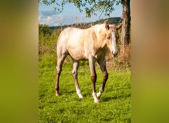 American Quarter Horse, Stute, Fohlen (04/2026), 153 cm, Palomino