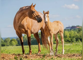 American Quarter Horse, Stute, Fohlen (04/2026), 153 cm, Palomino