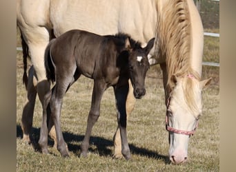 American Quarter Horse, Stute, , 153 cm, Rappe