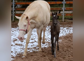 American Quarter Horse, Stute, , 153 cm, Rappe