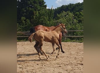 American Quarter Horse, Stute, Fohlen (06/2025), 153 cm, Red Dun