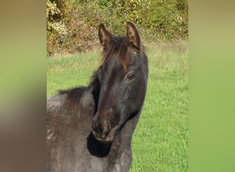 American Quarter Horse, Stute, Fohlen (04/2024), 153 cm, Roan-Blue