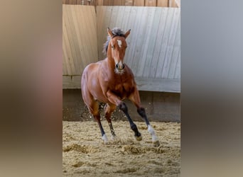 American Quarter Horse, Stute, Fohlen (04/2025), 154 cm, Brauner