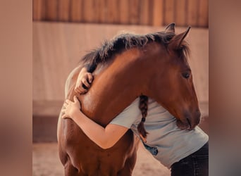 American Quarter Horse, Stute, Fohlen (04/2025), 154 cm, Brauner