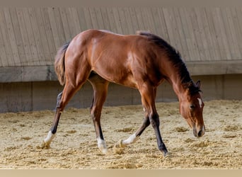 American Quarter Horse, Stute, Fohlen (04/2025), 154 cm, Brauner