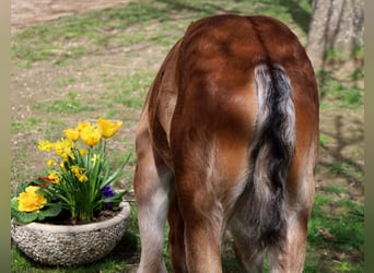 American Quarter Horse, Stute, Fohlen (03/2024), 154 cm, Brauner