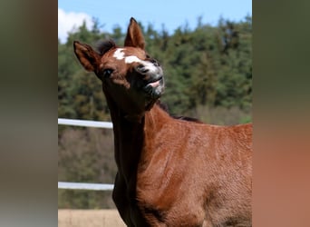 American Quarter Horse, Stute, Fohlen (03/2024), 154 cm, Brauner