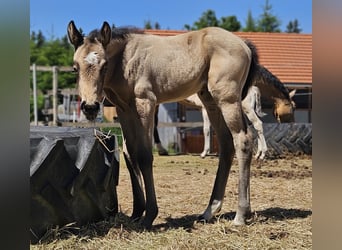 American Quarter Horse, Stute, , 154 cm, Buckskin