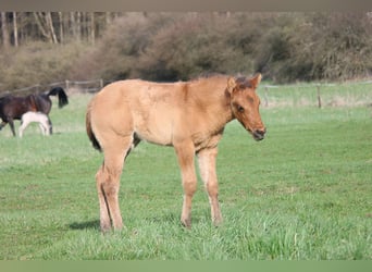 American Quarter Horse, Stute, Fohlen (02/2024), 154 cm, Falbe