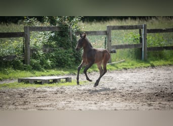 American Quarter Horse, Stute, Fohlen (05/2026), 155 cm, Brauner