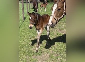 American Quarter Horse, Stute, , 155 cm, Brauner