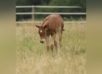 American Quarter Horse, Stute, Fohlen (05/2026), 155 cm, Fuchs