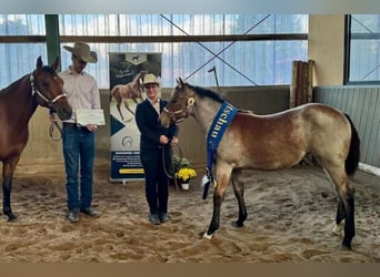 American Quarter Horse, Stute, Fohlen (05/2026), 155 cm, Roan-Bay