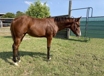 American Quarter Horse, Stute, Fohlen (04/2024), 160 cm, Brauner