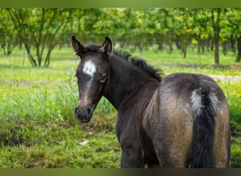 American Quarter Horse, Stute, Fohlen (06/2026), 160 cm, Braunfalbschimmel