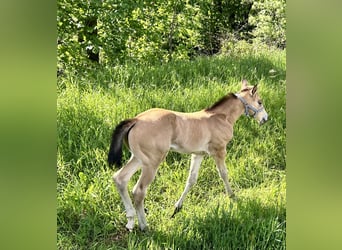 American Quarter Horse, Stute, Fohlen (05/2024), 160 cm, Buckskin