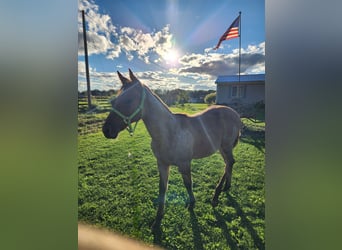 American Quarter Horse, Stute, Fohlen (04/2025), 163 cm, Falbe