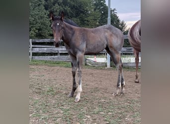 American Quarter Horse, Stute, Fohlen (05/2025), 163 cm, Roan-Bay