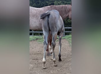 American Quarter Horse, Stute, Fohlen (05/2025), 163 cm, Roan-Bay