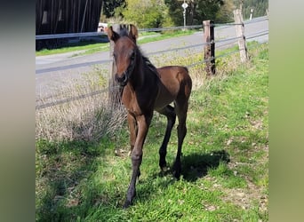 American Quarter Horse, Stute, Fohlen (04/2026), Brauner