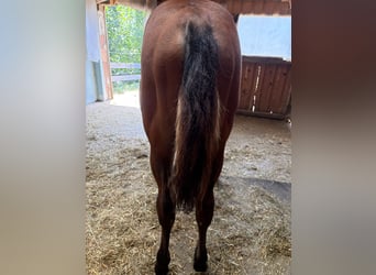 American Quarter Horse, Stute, Fohlen (03/2026), Brauner