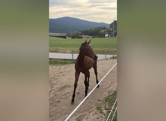 American Quarter Horse, Stute, Fohlen (03/2026), Brauner