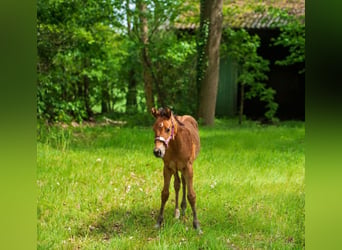 American Quarter Horse, Stute, Fohlen (03/2026), Brauner