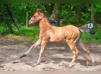 American Quarter Horse, Stute, Fohlen (03/2026), Brauner