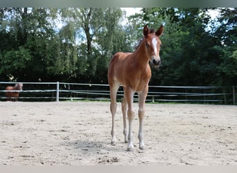 American Quarter Horse, Stute, Fohlen (06/2024), Brauner