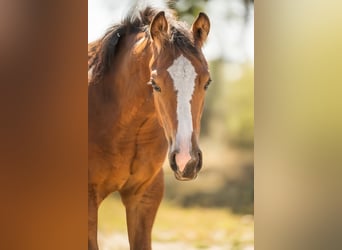 American Quarter Horse, Stute, Fohlen (06/2026), Brauner