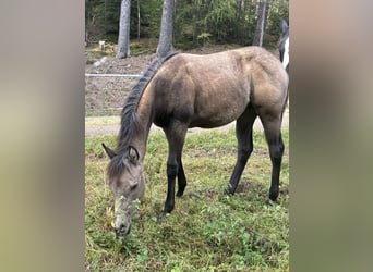 American Quarter Horse, Stute, Fohlen (05/2025), Buckskin